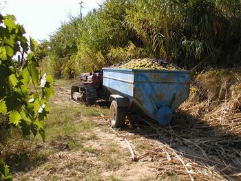 Vendemmia il Poggio