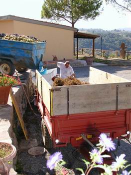 Vendemmia il Poggio