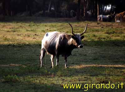 parco_maremma-04