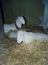 presepe_orvieto-21