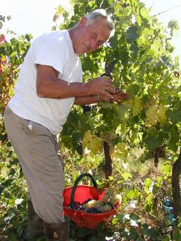 Foto dalla Vendemmia