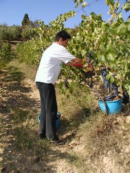 Foto dalla Vendemmia