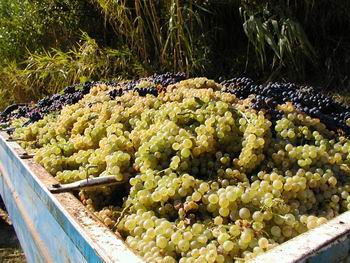 Foto dalla Vendemmia