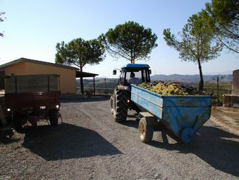 Foto dalla Vendemmia