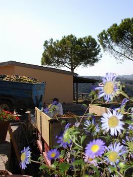 Foto dalla Vendemmia