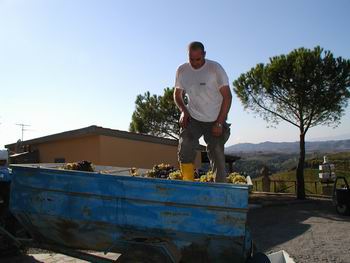 Foto dalla Vendemmia