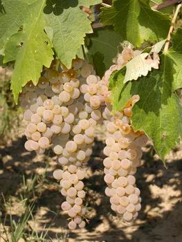 Foto dalla Vendemmia