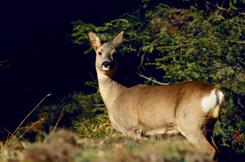 flora_fauna-dolomiti-02